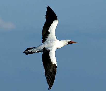 Nazca Booby 